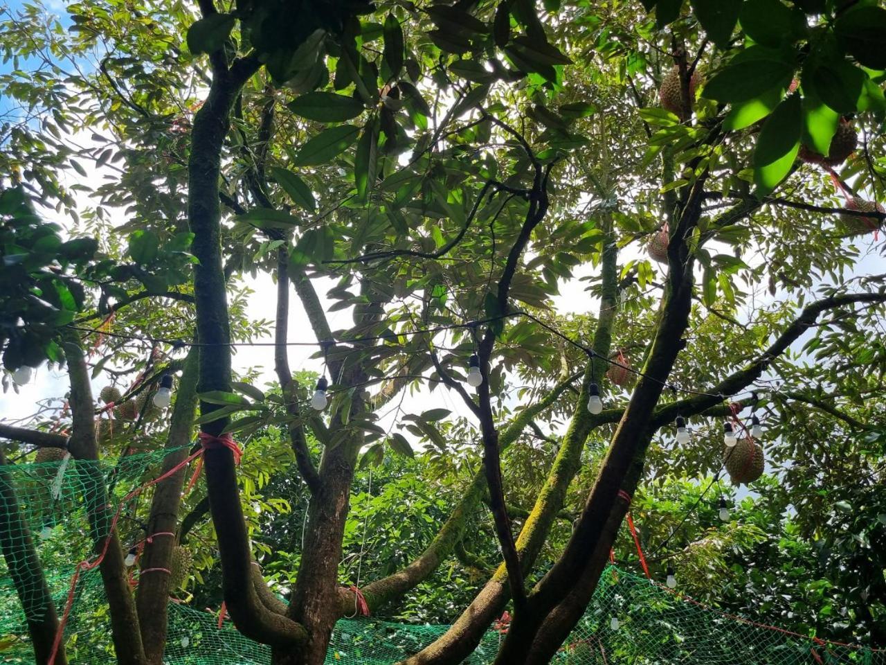 Homestay Vuon Trai Cay Nhiet Doi Vo Uu Garden Баолок Екстер'єр фото